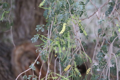 Prosopis cineraria