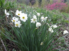 Narcissus poeticus