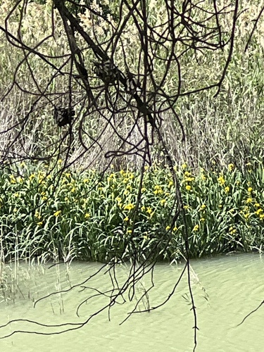 Avistamiento Lirio amarillo (Iris pseudacorus, Mezquita)