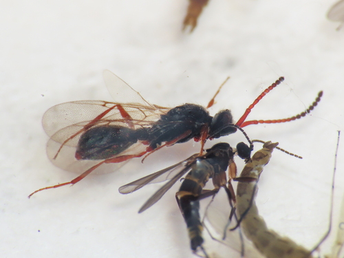 Lyteba canaliculata