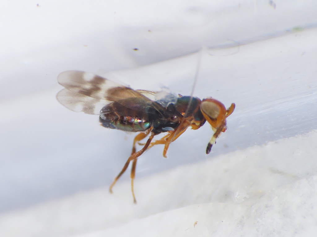 Blastothrix brittanica