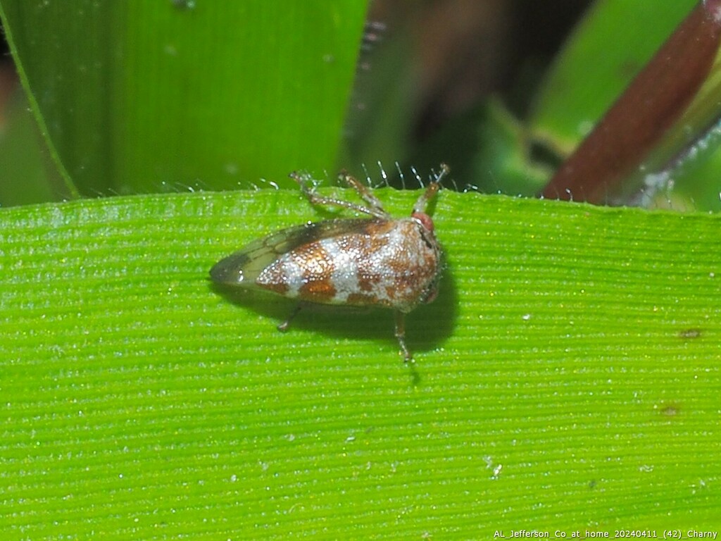 Ophiderma infantile