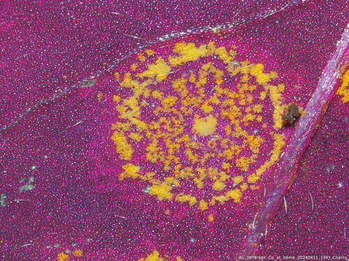 Oxalis rust