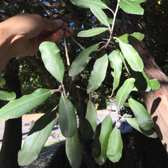 Pittosporum ralphii