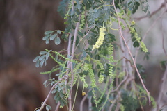 Prosopis cineraria