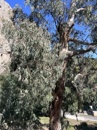 Avistamiento Eucalyptus camaldulensis
