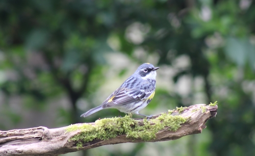 Reinita coronada (Setophaga coronata)