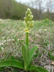 Orchis pallens