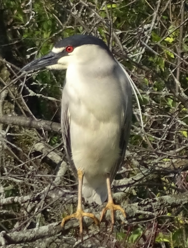 Black-crowned Night Heron photographed in Vermont