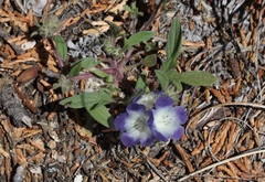 Phacelia davidsonii