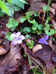 Viola appalachiensis