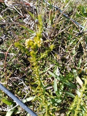 Thesium capitatum