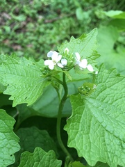 Alliaria petiolata
