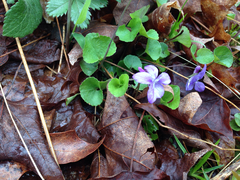 Viola appalachiensis