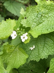 Alliaria petiolata