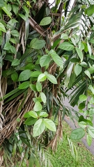 Ficus villosa