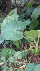 Alocasia macrorrhizos