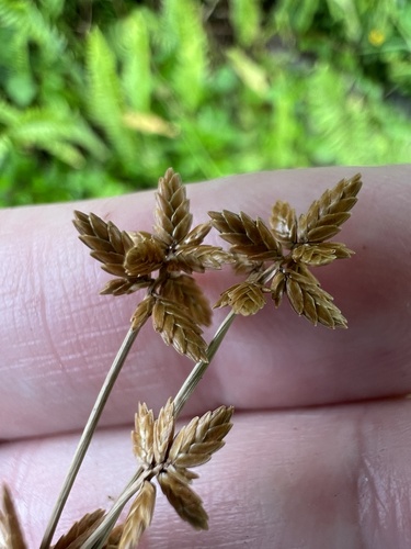 Cyperus unioloides iNat (1)
