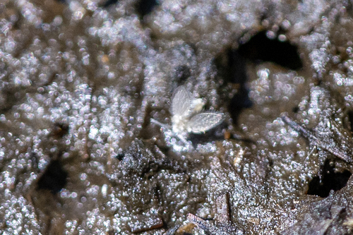 iNaturalist observation photo of Moth Flies