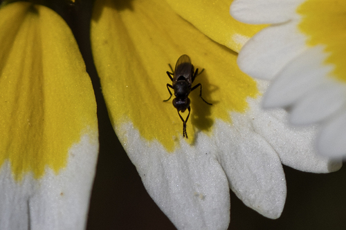 iNaturalist observation photo of Flies