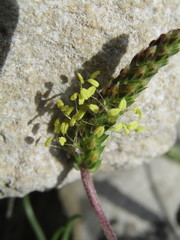Plantago holosteum