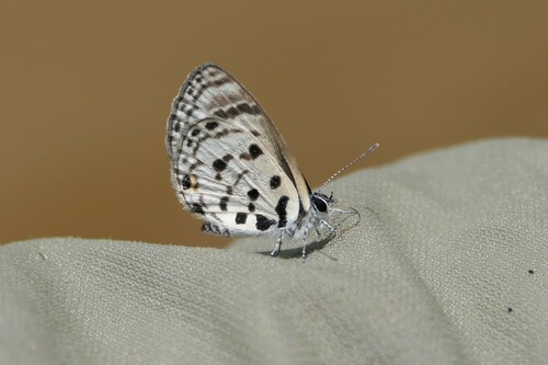 Pale Babul Blue