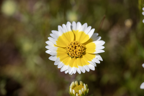 iNaturalist observation photo of Tidytips