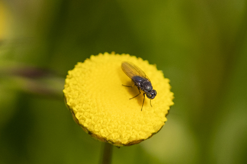 iNaturalist observation photo of Hydrellia