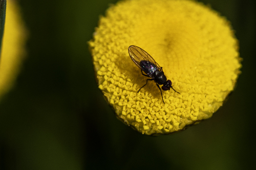 iNaturalist observation photo of Flies