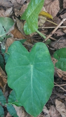 Alocasia macrorrhizos