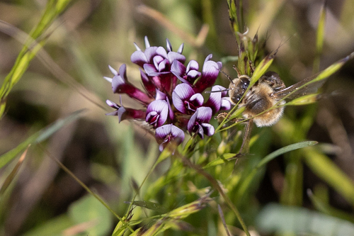 iNaturalist observation photo of Western Honey Bee