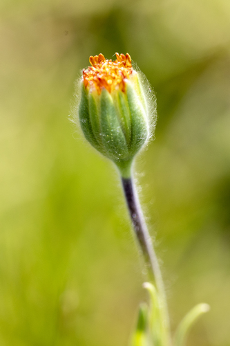 iNaturalist observation photo of Blow Wives