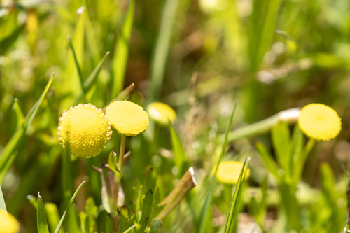iNaturalist observation photo of Brass Buttons
