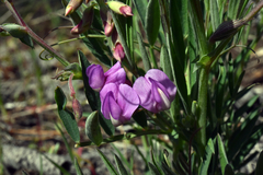 Lathyrus brownii