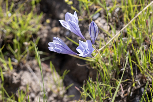 iNaturalist observation photo of Ithuriel's Spear