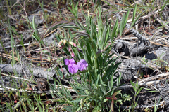 Lathyrus brownii