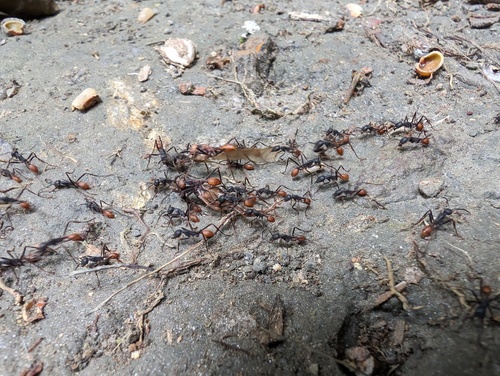 Photo of Burchell's Army Ant (Eciton burchellii)