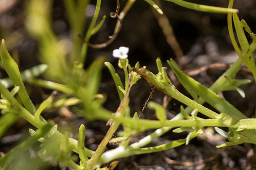 iNaturalist observation photo of Popcornflowers