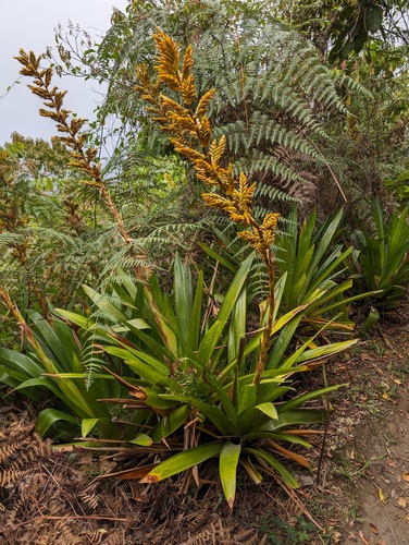 Cipuropsis hospitalis (Cipuropsis hospitalis)