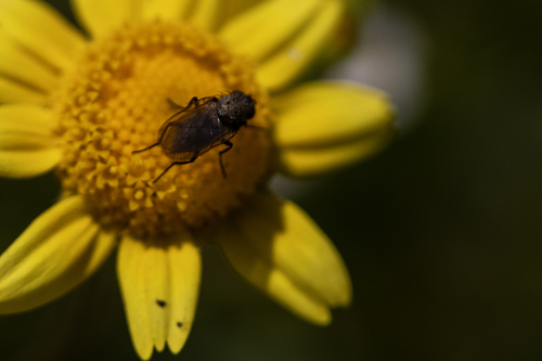 iNaturalist observation photo of Root-maggot Flies