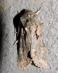 Psaphida electilis