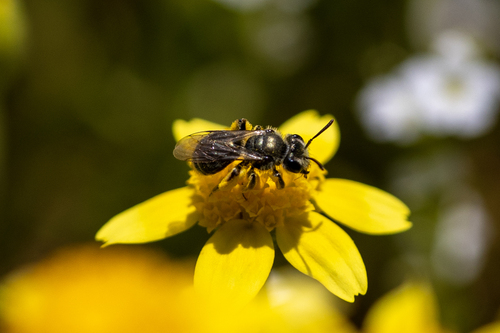 iNaturalist observation photo of Mining Bees