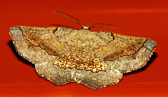 Drepanogynis mixtaria