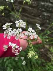 Anthriscus sylvestris