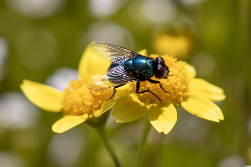 iNaturalist observation photo of False Greenbottles