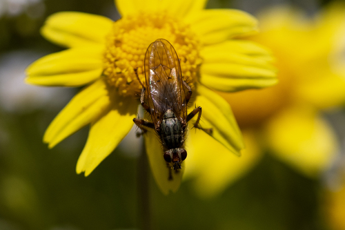iNaturalist observation photo of Scathophaga