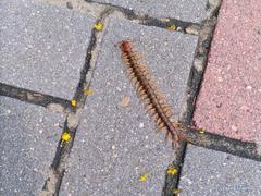 Scolopendra multidens