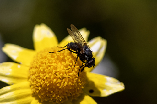 iNaturalist observation photo of Muscoid Flies