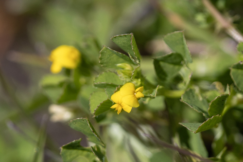 iNaturalist observation photo of bur clover