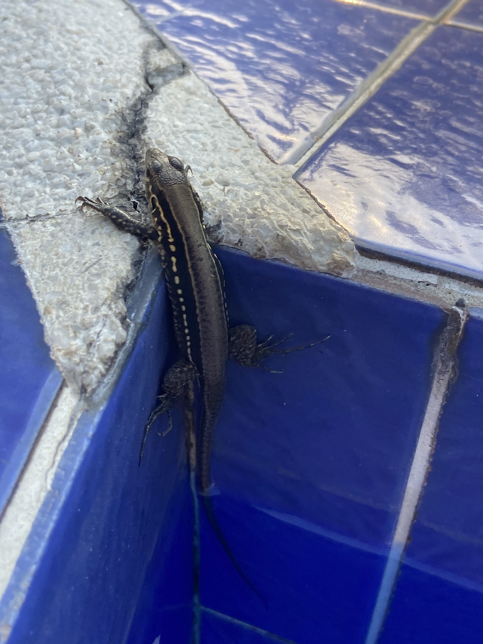 Niceforo's Ameiva photo 6